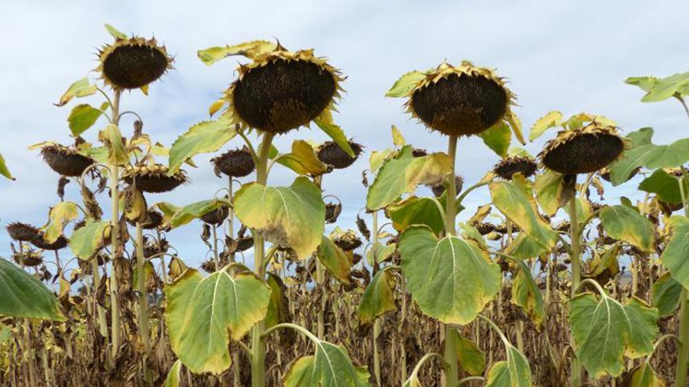 © Ana Cassigneul/GFA